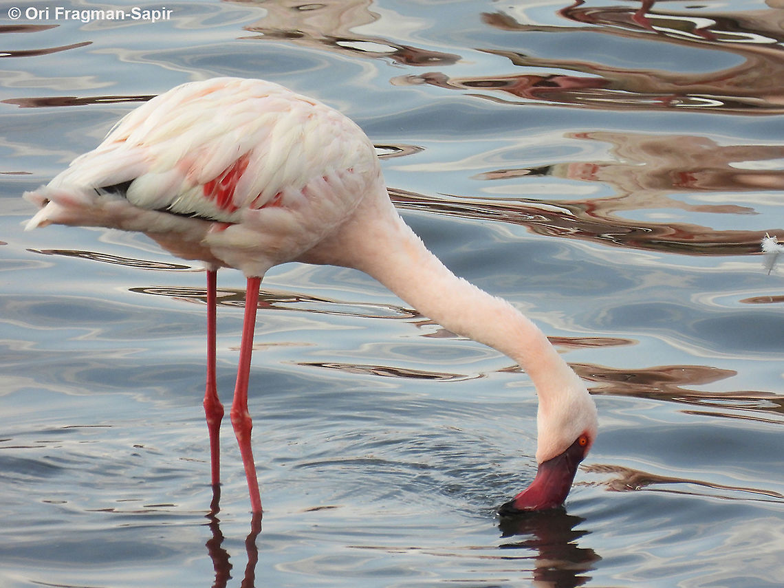 Lesser flamingo Tanzania, Arusha National Park Geotagged,Lesser Flamingo,Phoenicopterus minor,Tanzania,Winter