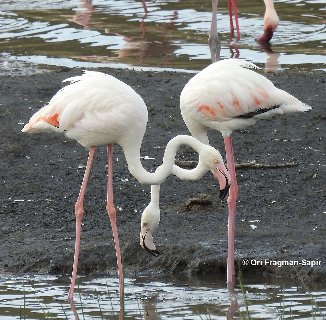 Greater flamingo Tanzania, Arusha National Park Geotagged,Greater flamingo,Phoenicopterus roseus,Tanzania,Winter