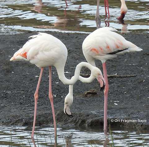 Greater flamingo Tanzania, Arusha National Park Geotagged,Greater flamingo,Phoenicopterus roseus,Tanzania,Winter