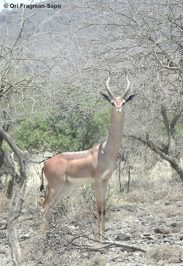 male Gerenuk  Geotagged,Gerenuk,Litocranius walleri,Tanzania,Winter