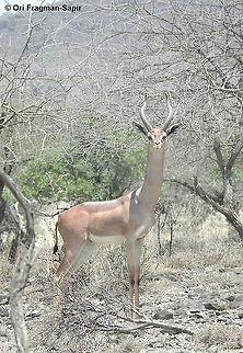 male Gerenuk  Geotagged,Gerenuk,Litocranius walleri,Tanzania,Winter