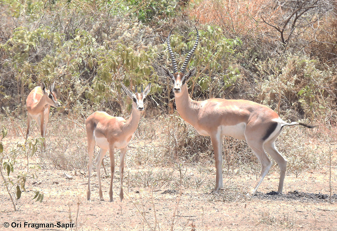 Grants Gazelle  Geotagged,Grants Gazelle,Nanger granti,Tanzania,Winter