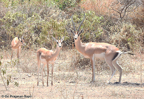 Grants Gazelle  Geotagged,Grants Gazelle,Nanger granti,Tanzania,Winter
