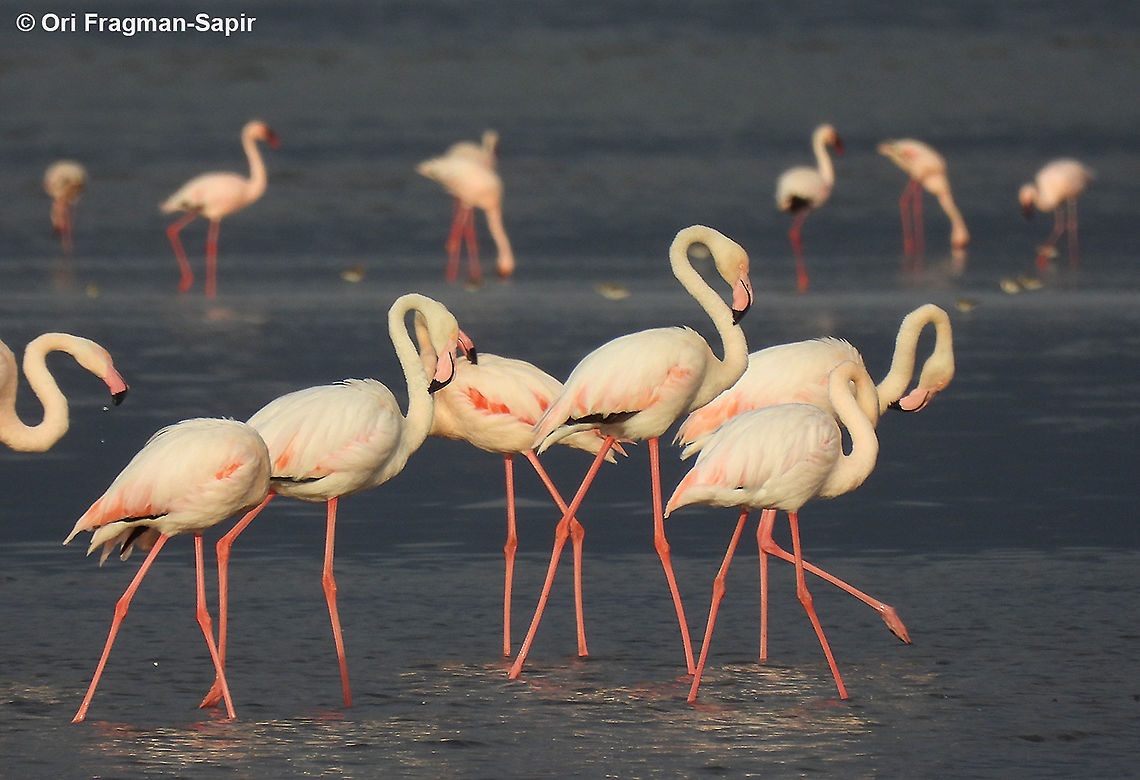 Greater flamingo Tanzania, S Lake Natrun Geotagged,Greater flamingo,Phoenicopterus roseus,Tanzania,Winter
