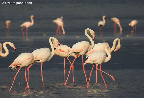 Greater flamingo Tanzania, S Lake Natrun Geotagged,Greater flamingo,Phoenicopterus roseus,Tanzania,Winter