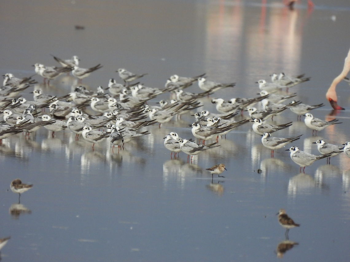 Chlidonias leucopterus Tanzania, S Lake Natrun Chlidonias leucopterus,Geotagged,Tanzania,White-winged tern,Winter