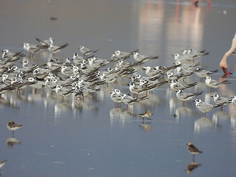Chlidonias leucopterus Tanzania, S Lake Natrun Chlidonias leucopterus,Geotagged,Tanzania,White-winged tern,Winter