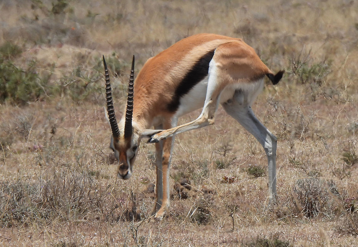 Eudorcas thomsonii N Tanzania, N Serengeti Eudorcas thomsonii,Geotagged,Tanzania,Thomsons gazelle,Winter