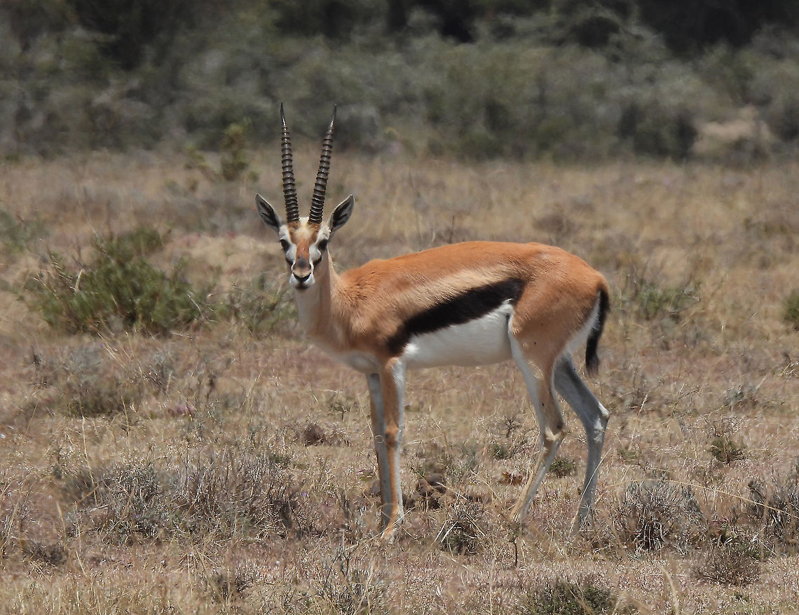 Eudorcas thomsonii N Tanzania, N Serengeti Eudorcas thomsonii,Geotagged,Tanzania,Thomsons gazelle,Winter