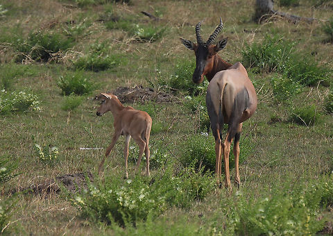Damaliscus lunatus N Tanzania, N Serengeti Common tsessebe,Damaliscus lunatus,Geotagged,Tanzania,Winter