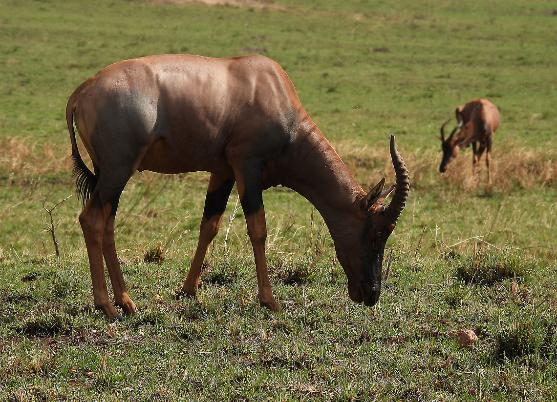 Damaliscus lunatus N Tanzania, N Serengeti Common tsessebe,Damaliscus lunatus,Geotagged,Tanzania,Winter