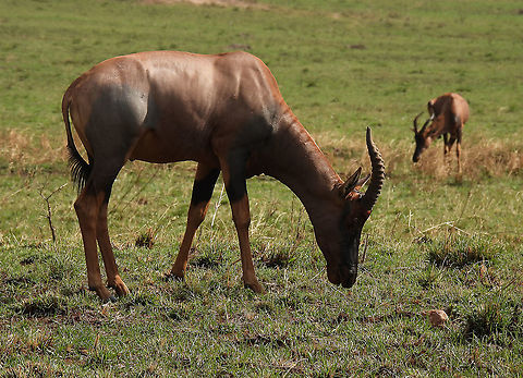 Damaliscus lunatus N Tanzania, N Serengeti Common tsessebe,Damaliscus lunatus,Geotagged,Tanzania,Winter