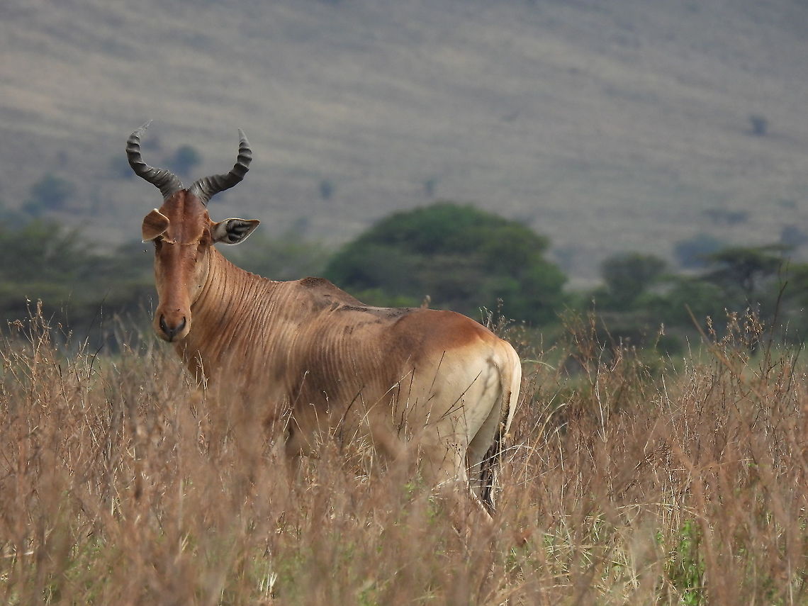 Hartebeest N Tanzania, N Serengeti Alcelaphus buselaphus,Alcelaphus buselaphus cokii,Cokes Hartebeest,Geotagged,Hartebeest,Tanzania,Winter