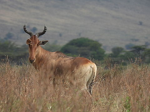 Hartebeest N Tanzania, N Serengeti Alcelaphus buselaphus,Alcelaphus buselaphus cokii,Cokes Hartebeest,Geotagged,Hartebeest,Tanzania,Winter