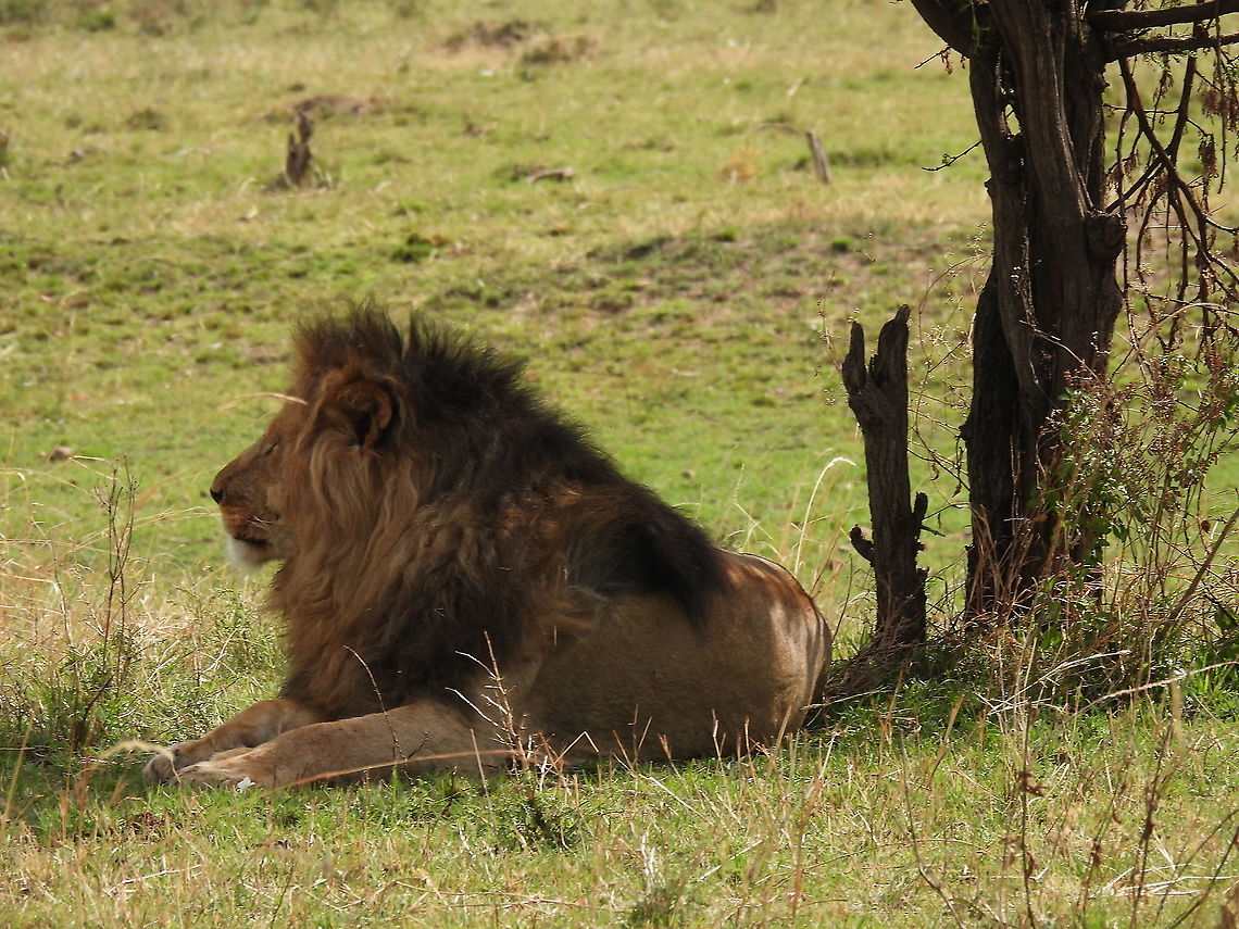 African lion N Tanzania, N Serengeti Geotagged,Lion,Panthera leo,Tanzania,Winter