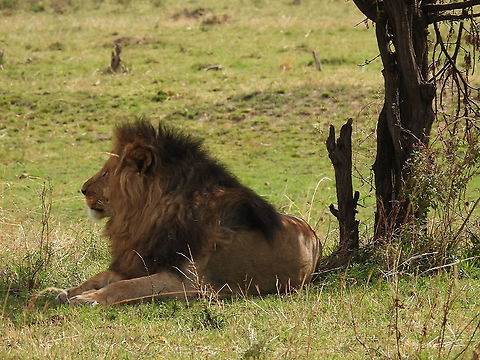 African lion N Tanzania, N Serengeti Geotagged,Lion,Panthera leo,Tanzania,Winter