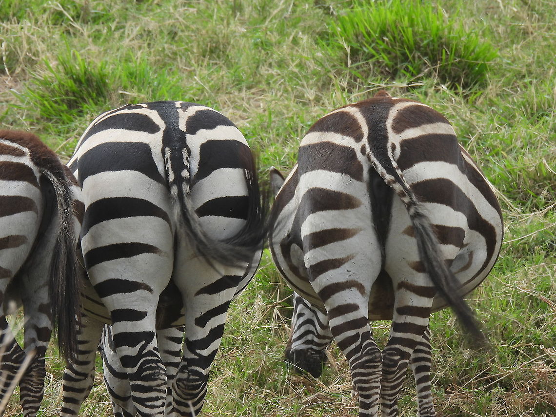 Equus quagga N Tanzania, N Serengeti Equus quagga,Geotagged,Plains zebra,Tanzania,Winter
