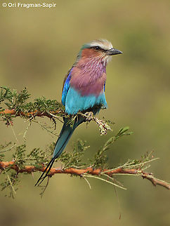 Lilac-breasted Roller N Tanzania, N Serengeti Coracias caudatus,Geotagged,Lilac-breasted Roller,Tanzania,Winter
