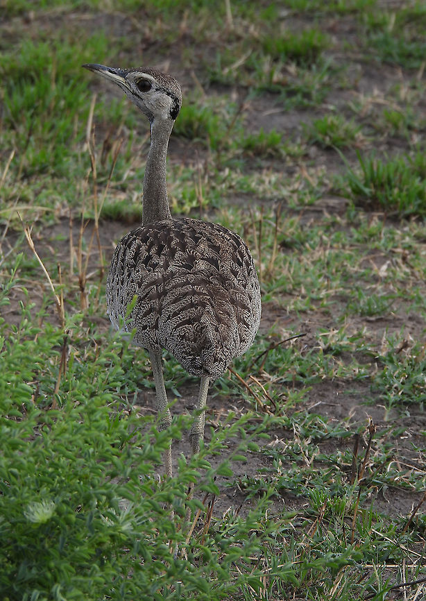 Lissotis melanogaster N Tanzania, N Serengeti Black-bellied Bustard,Geotagged,Lissotis melanogaster,Tanzania,Winter