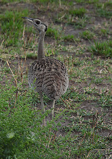 Lissotis melanogaster N Tanzania, N Serengeti Black-bellied Bustard,Geotagged,Lissotis melanogaster,Tanzania,Winter