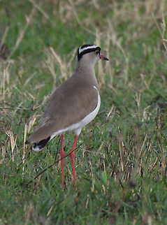 Vanellus coronatus N Tanzania, N Serengeti Crowned Lapwing,Geotagged,Tanzania,Vanellus coronatus,Winter
