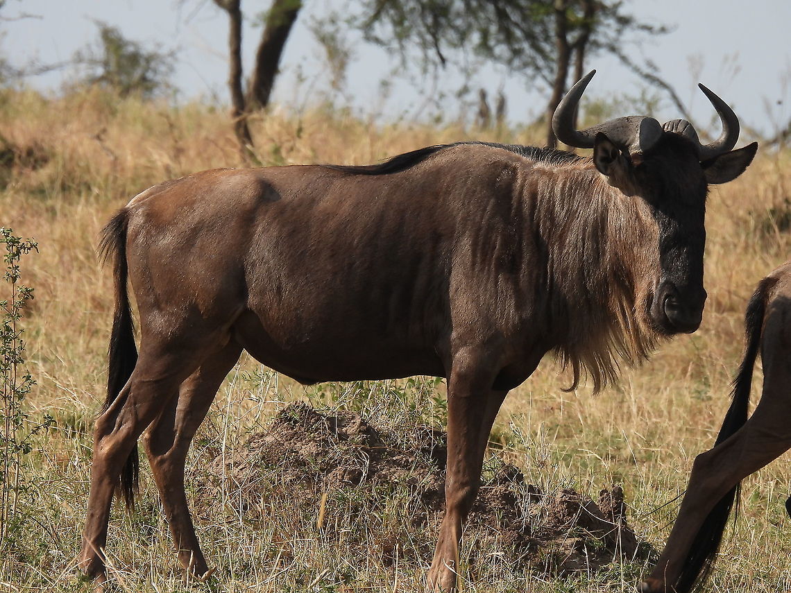 Connochaetes taurinus N Tanzania, N Serengeti Blue wildebeest,Connochaetes taurinus,Geotagged,Tanzania,Winter
