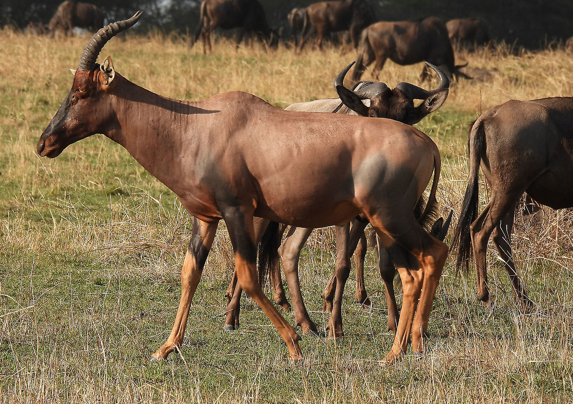 Topi N Tanzania, N Serengeti Common tsessebe,Damaliscus lunatus,Geotagged,Tanzania,Winter