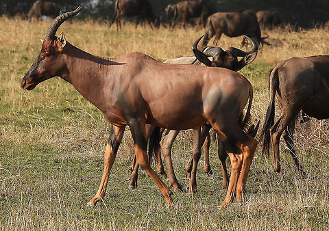 Topi N Tanzania, N Serengeti Common tsessebe,Damaliscus lunatus,Geotagged,Tanzania,Winter