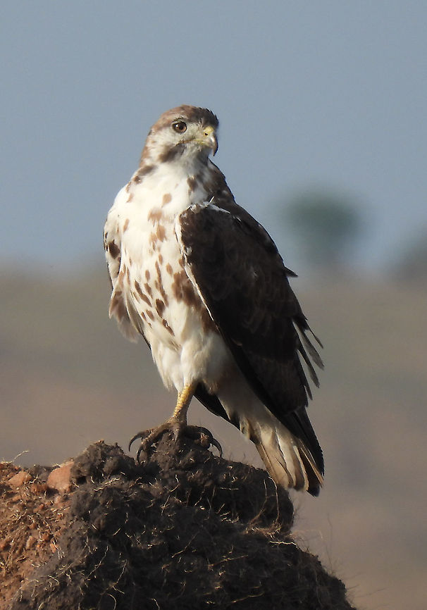 Buteo augur N Tanzania, N Serengeti Augur buzzard,Buteo augur,Geotagged,Tanzania,Winter