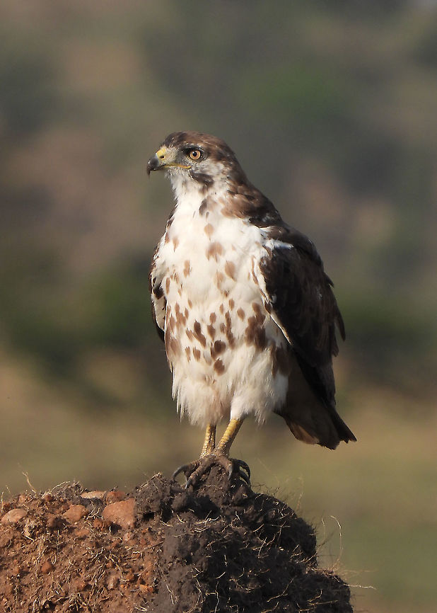 Buteo augur N Tanzania, N Serengeti Augur buzzard,Buteo augur,Geotagged,Tanzania,Winter