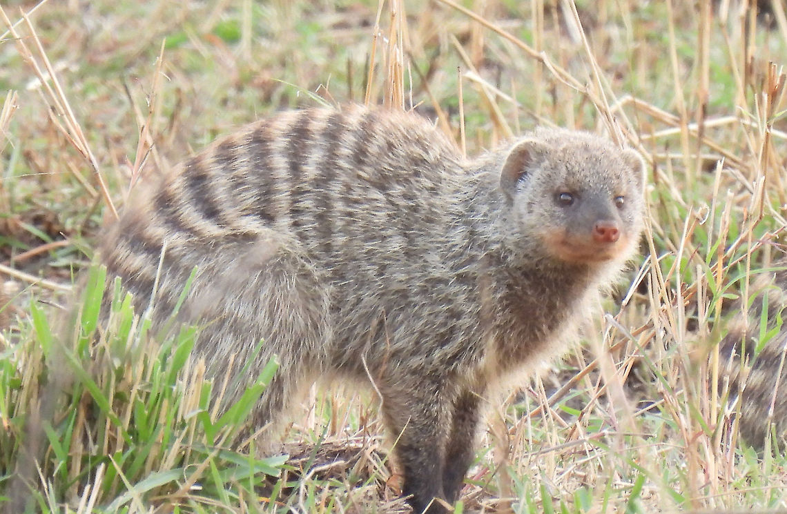 Mungos mungo N Tanzania, N Serengeti Banded Mongoose,Geotagged,Mungos mungo,Tanzania,Winter