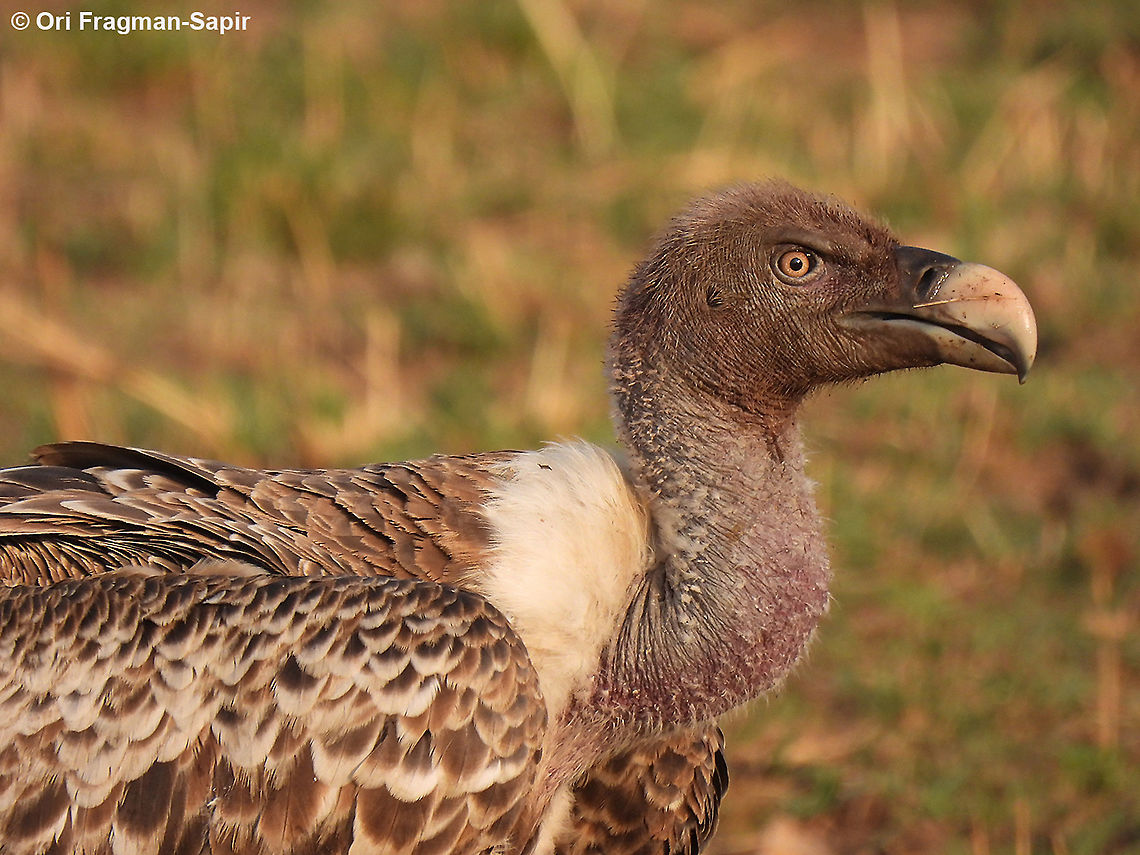 Rueppell's vulture N Tanzania, N Serengeti Geotagged,Gyps rueppelli,Rüppell's vulture,Tanzania,Winter