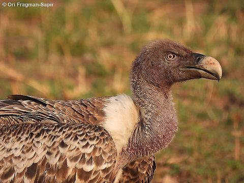 Rueppell's vulture N Tanzania, N Serengeti Geotagged,Gyps rueppelli,Rüppell's vulture,Tanzania,Winter