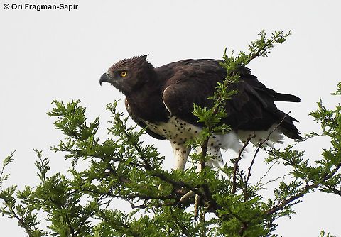 Polemaetus bellicosus N Tanzania, N Serengeti Geotagged,Martial Eagle,Polemaetus bellicosus,Tanzania,Winter
