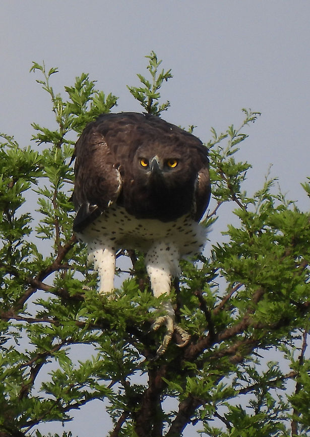 Polemaetus bellicosus N Tanzania, N Serengeti Geotagged,Martial Eagle,Polemaetus bellicosus,Tanzania,Winter