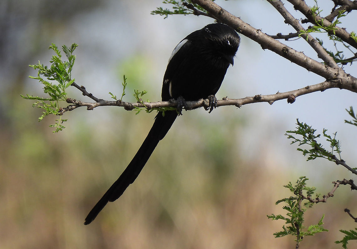 Magpie shrike N Tanzania, N Serengeti Geotagged,Magpie Shrike,Tanzania,Urolestes melanoleucus,Winter