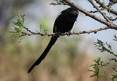 Magpie shrike N Tanzania, N Serengeti Geotagged,Magpie Shrike,Tanzania,Urolestes melanoleucus,Winter