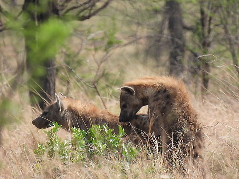 Spotted hyena N Tanzania, N Serengeti Crocuta crocuta,Geotagged,Spotted Hyena,Tanzania,Winter