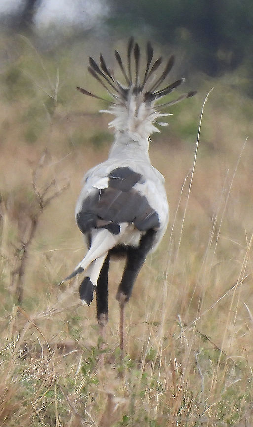 Sagittarius serpentarius N Tanzania, N Serengeti Geotagged,Sagittarius serpentarius,Secretary Bird,Tanzania,Winter