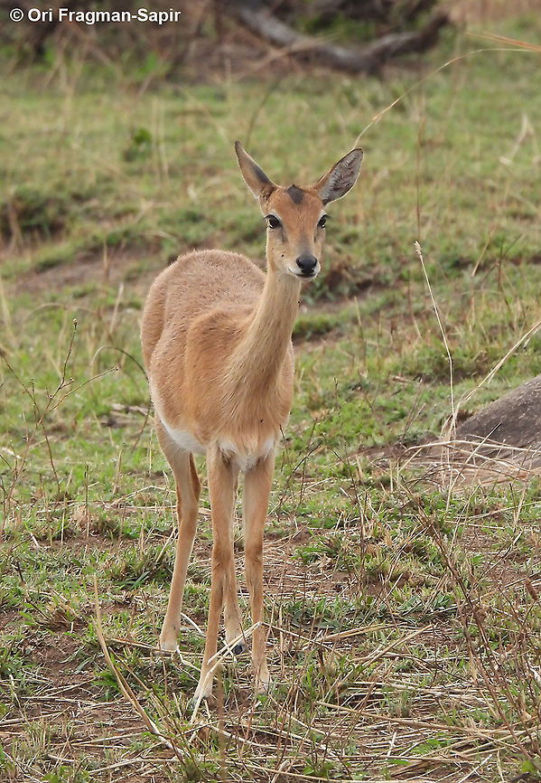 Oribi N Tanzania, N Serengeti Geotagged,Oribi,Ourebia ourebi,Tanzania,Winter