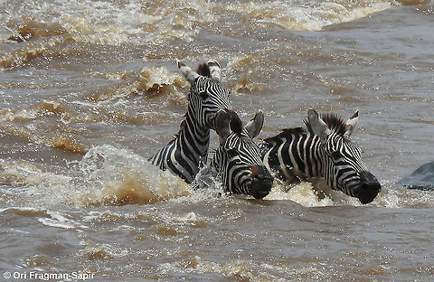 Common zebra crossing the Mara River N Tanzania, N Serengeti Equus quagga,Geotagged,Plains zebra,Tanzania,Winter