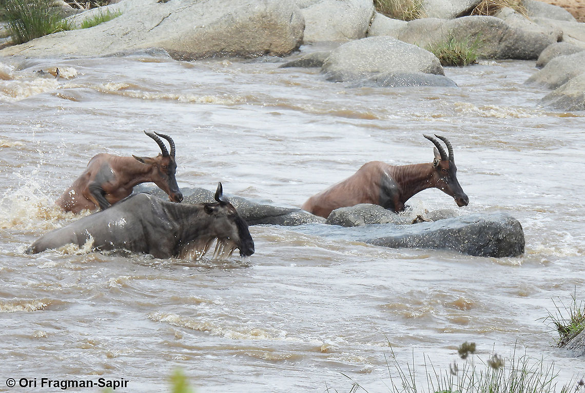 Connochaetes taurinus and topi N Tanzania, N Serengeti Blue wildebeest,Connochaetes taurinus,Geotagged,Tanzania,Winter
