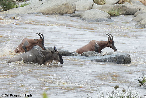 Connochaetes taurinus and topi N Tanzania, N Serengeti Blue wildebeest,Connochaetes taurinus,Geotagged,Tanzania,Winter