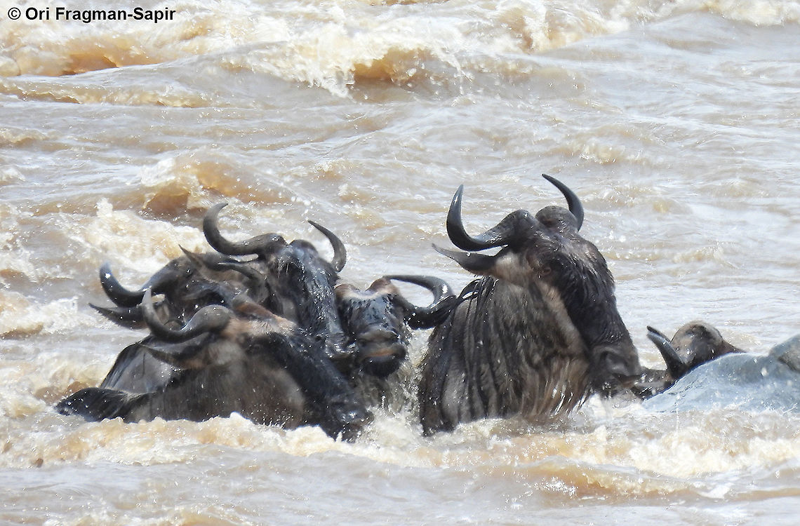 Connochaetes taurinus N Tanzania, N Serengeti Blue wildebeest,Connochaetes taurinus,Geotagged,Tanzania,Winter