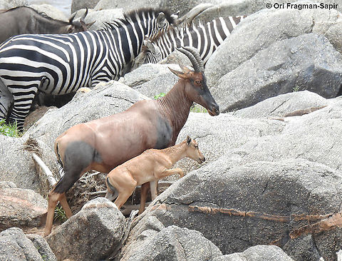 Damaliscus lunatus N Tanzania, N Serengeti Common tsessebe,Damaliscus lunatus,Geotagged,Tanzania,Winter