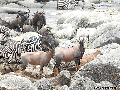 Damaliscus lunatus N Tanzania, N Serengeti Common tsessebe,Damaliscus lunatus,Geotagged,Tanzania,Winter