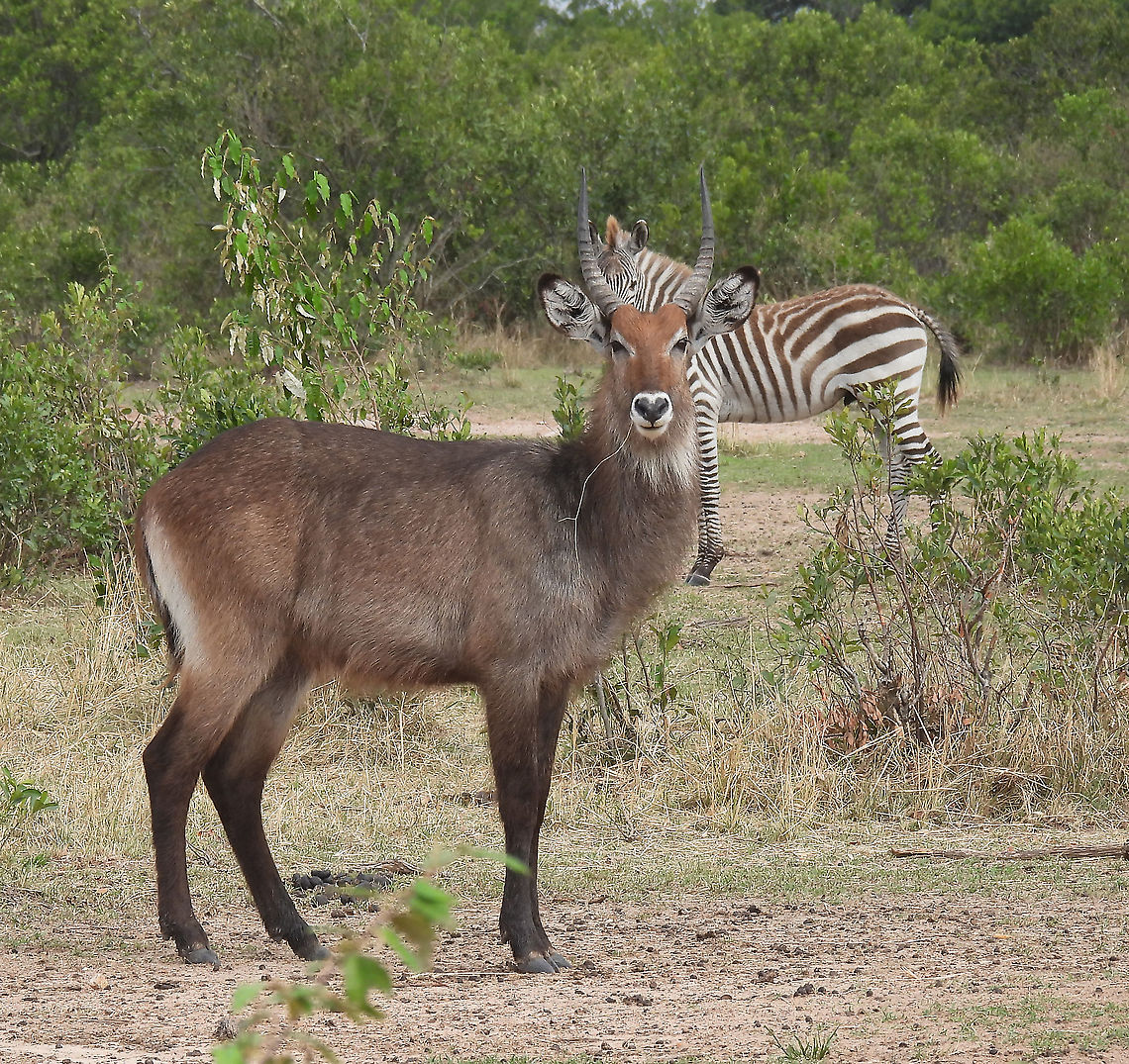 Waterbuck N Tanzania, N Serengeti Geotagged,Kobus ellipsiprymnus,Tanzania,Waterbuck,Winter