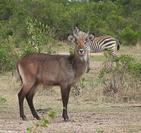 Waterbuck N Tanzania, N Serengeti Geotagged,Kobus ellipsiprymnus,Tanzania,Waterbuck,Winter
