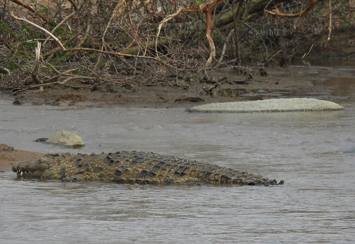 Crocodylus niloticus N Tanzania, N Serengeti Crocodylus niloticus,Geotagged,Nile crocodile,Tanzania,Winter