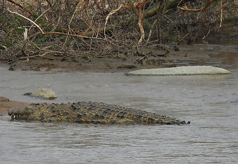 Crocodylus niloticus N Tanzania, N Serengeti Crocodylus niloticus,Geotagged,Nile crocodile,Tanzania,Winter